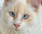 Кошки в Москве: Голубоглазый котик Имбирь ищет дом Мальчик, Бесплатно - фото 2
