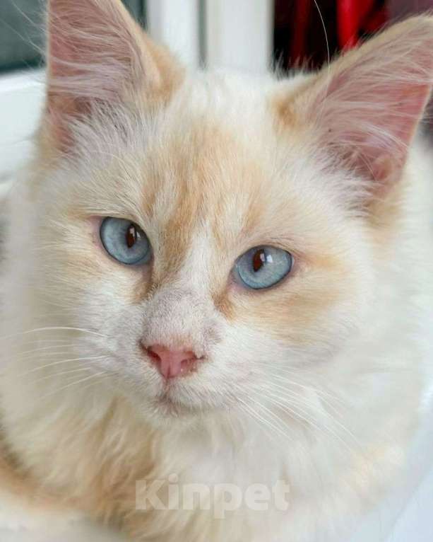 Кошки в Москве: Голубоглазый котик Имбирь ищет дом Мальчик, Бесплатно - фото 2