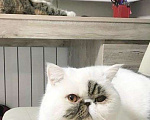 Кошки в Москве: Экзотическая пара котик и кошка Девочка, 10 000 руб. - фото 6
