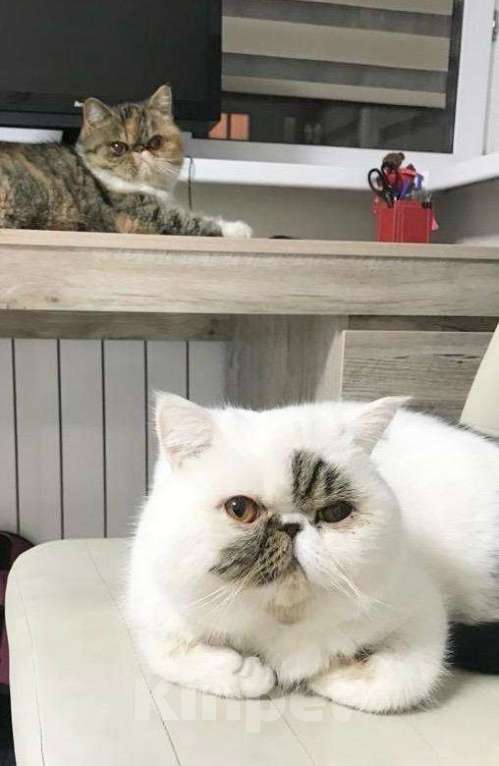 Кошки в Москве: Экзотическая пара котик и кошка Девочка, 10 000 руб. - фото 6