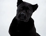 Собаки в Магнитогорске: Щенок кане-корсо Девочка, 45 000 руб. - фото 2