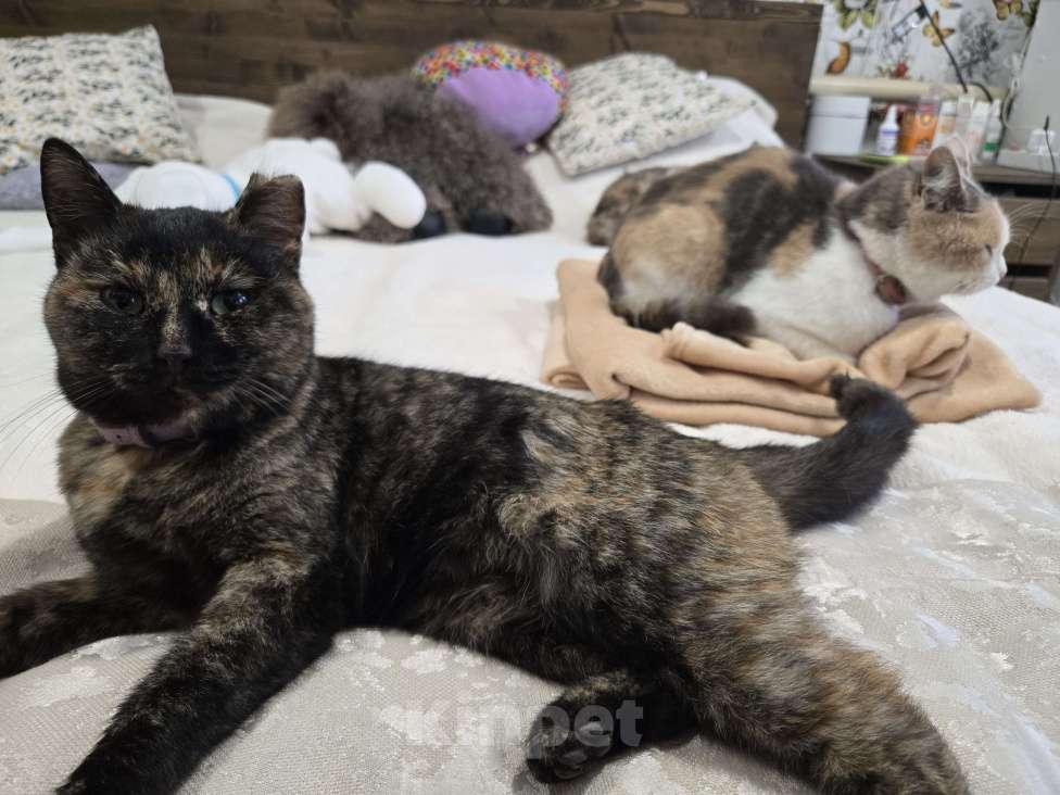 Кошки в Семикаракорске: Хранительница дома  Девочка, Бесплатно - фото 6