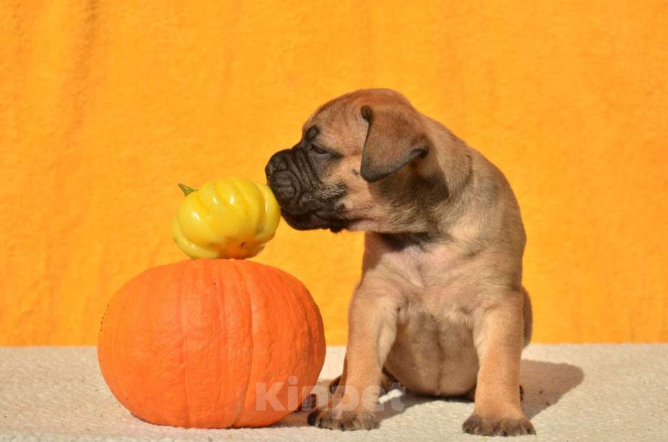 Собаки в Тобольске: Дети бульмастифа Девочка, 50 000 руб. - фото 10
