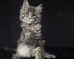 Кошки в Москве: Мейн-кун котенок Девочка, Бесплатно - фото 2