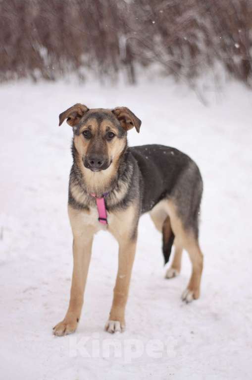 Собаки в Москве: Маленькая Теона с большим сердцем в поисках семьи Девочка, Бесплатно - фото 5