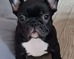 Собаки в Владивостоке: Очаровательная девочка французского бульдога Девочка, 75 000 руб. - фото 2