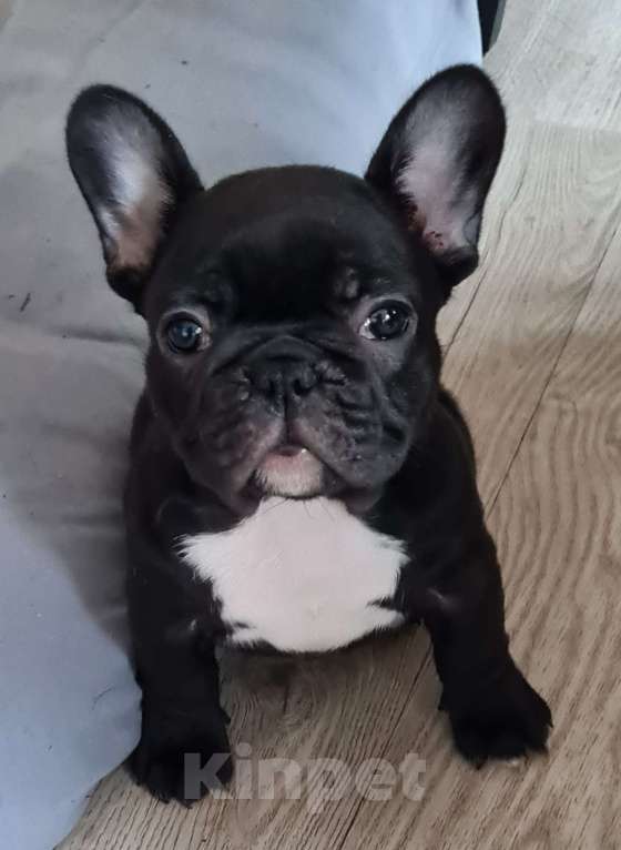 Собаки в Владивостоке: Очаровательная девочка французского бульдога Девочка, 75 000 руб. - фото 2
