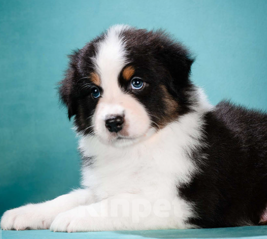 Собаки в других городах Московской области: Австралийская овчарка, щенок Мальчик, 80 000 руб. - фото 3