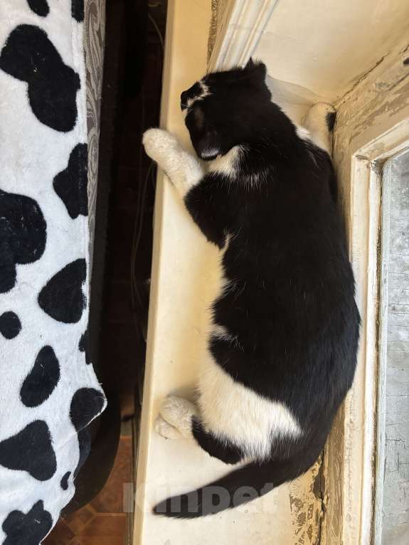 Кошки в Москве: Котик ищет семью Мальчик, Бесплатно - фото 4