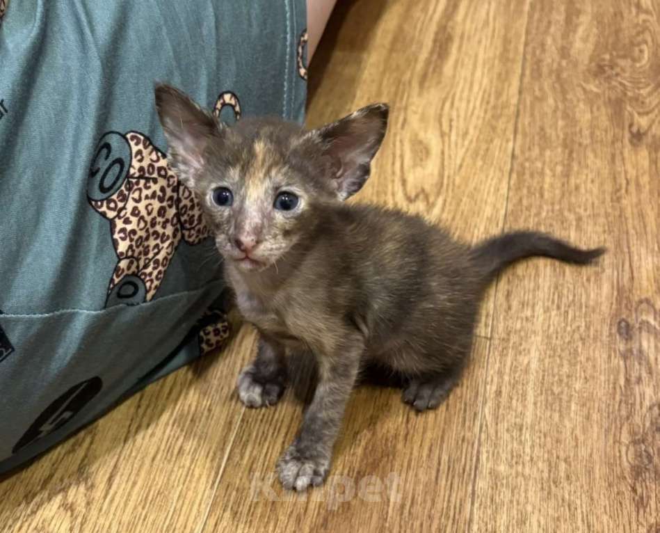Кошки в Березовском: Котята Ориенталы Разнополые, 20 000 руб. - фото 6