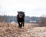 Собаки в Москве: Черный лабрадор Лорейн в добрые руки Девочка, Бесплатно - фото 6