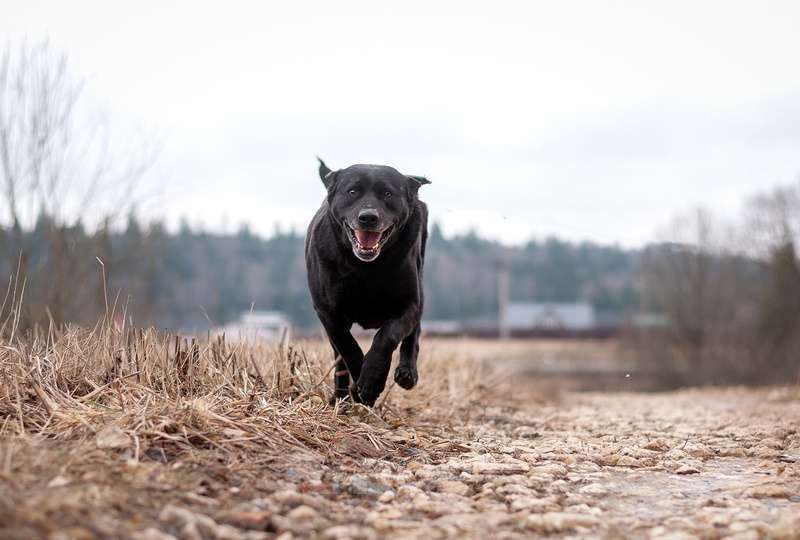 Собаки в Москве: Черный лабрадор Лорейн в добрые руки Девочка, Бесплатно - фото 6