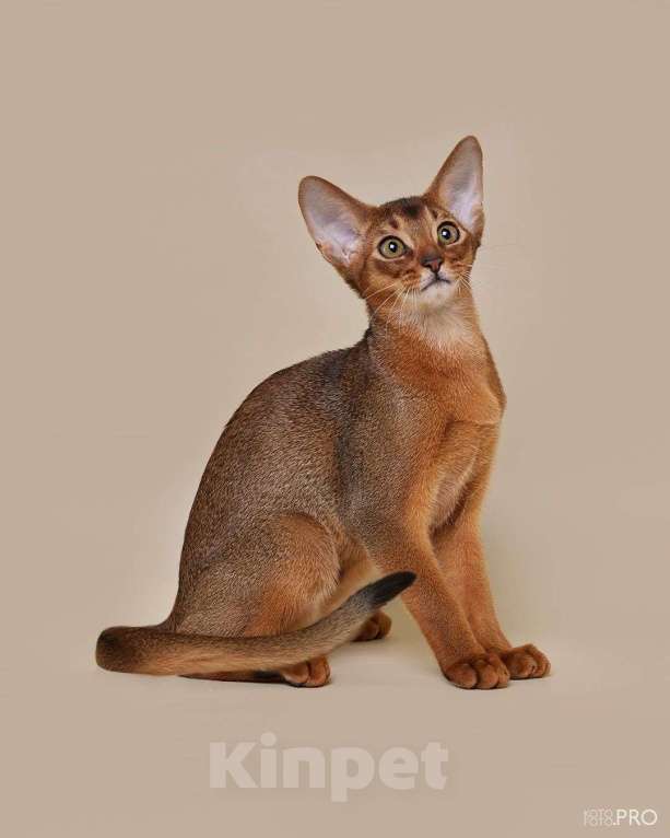 Кошки в Бердске: ПРОДАЖА 💎 АБИССИНСКИЕ КОТЯТА 💎  Мальчик, 50 000 руб. - фото 3