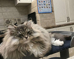 Кошки в Краснодаре: Шикарный котик с зелеными глазками Мальчик, 35 000 руб. - фото 4