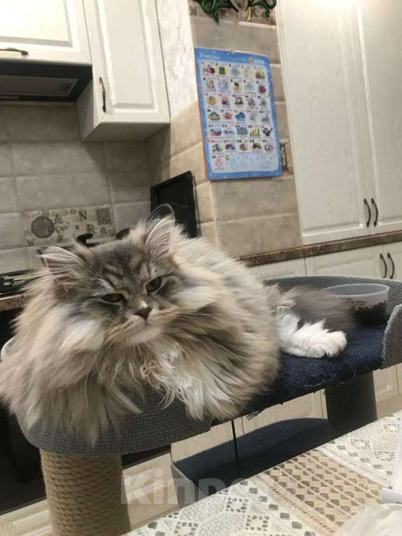 Кошки в Краснодаре: Шикарный котик с зелеными глазками Мальчик, 35 000 руб. - фото 4