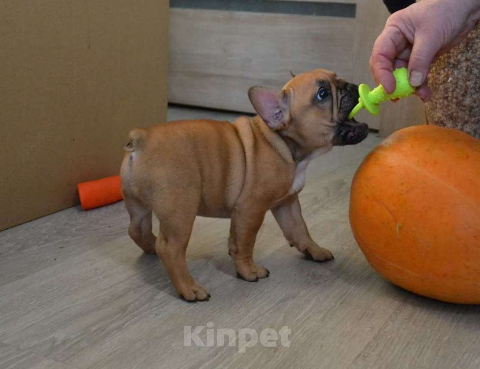 Собаки в Ореховом-Зуево: Чудо как хороша  Девочка, Бесплатно - фото 3