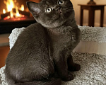 Кошки в Санкт-Петербурге: Британские шоколадные котята. Разнополые, 45 000 руб. - фото 1
