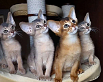 Кошки в Москве: Абиссинские котята  Мальчик, 70 000 руб. - фото 4