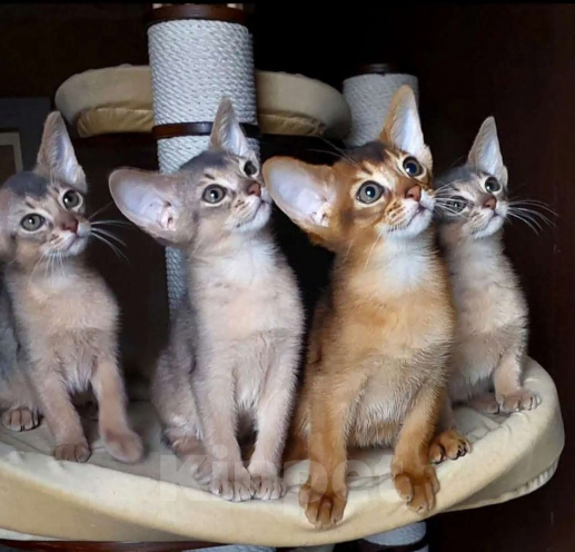 Кошки в Москве: Абиссинские котята  Мальчик, 70 000 руб. - фото 4