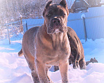 Собаки в Москве: Подпастают мощные корсо Девочка, 60 000 руб. - фото 1