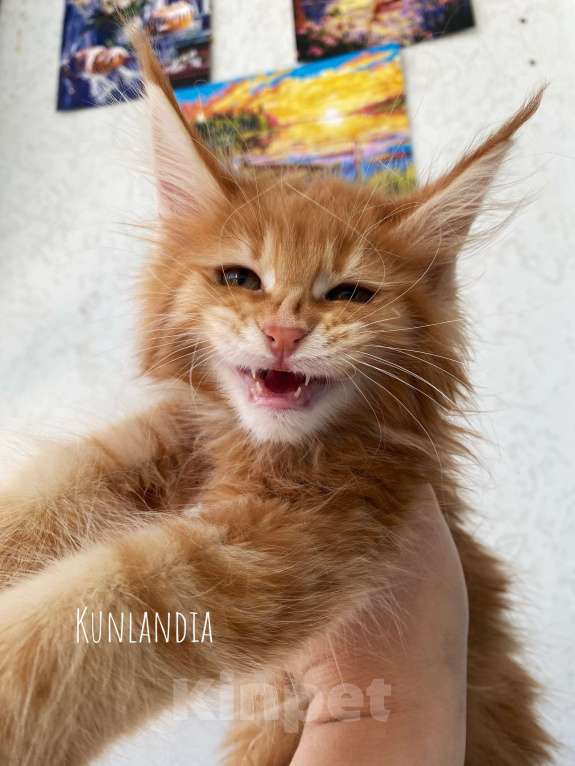 Кошки в Екатеринбурге: котенок мейн-кун Девочка, 35 000 руб. - фото 2