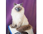 Кошки в Краснодаре: Невские маскарадные котята кошечка кот Девочка, 23 000 руб. - фото 9
