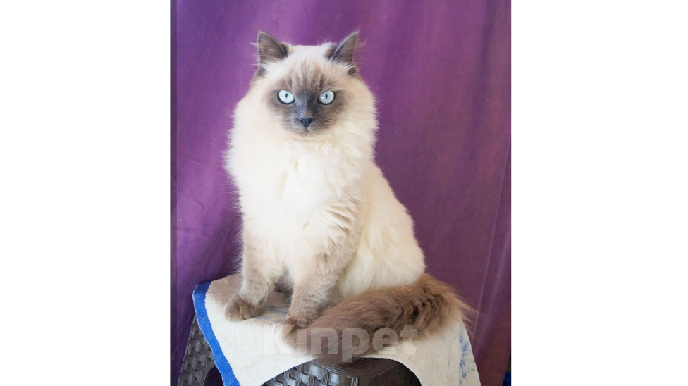 Кошки в Краснодаре: Невские маскарадные котята кошечка кот Девочка, 23 000 руб. - фото 9