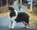 Собаки в других городах Свердловской области: Колли Магия Жизни Девочка, 80 000 руб. - фото 1