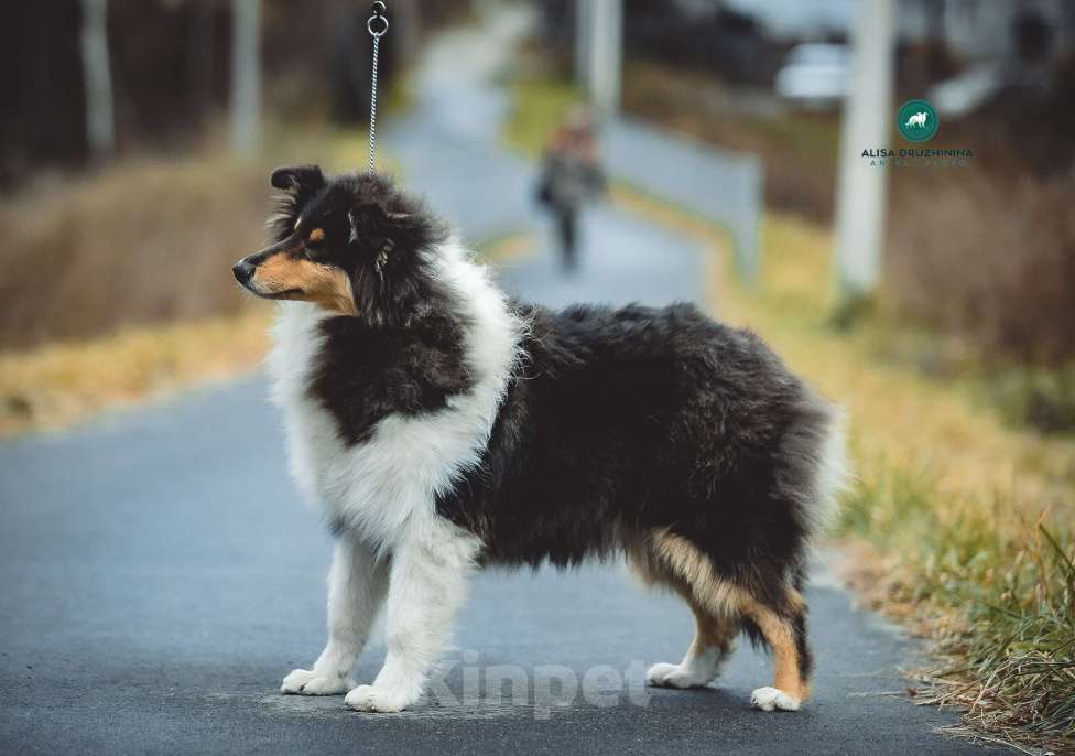 Собаки в других городах Свердловской области: Колли Магия Жизни Девочка, 80 000 руб. - фото 1
