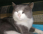 Кошки в Калачинске: Кастрированный молодой котик в добрые руки, Бесплатно - фото 4