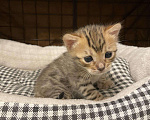 Кошки в Новосиле: Бенгальский котенок, 15 000 руб. - фото 2