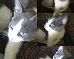 Кошки в Рязани: Серо- белый умный котик Мальчик, 10 руб. - фото 2