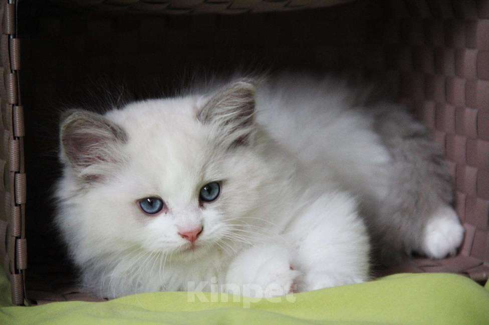 Кошки в Санкт-Петербурге: Рэгдолл Мальчик, Бесплатно - фото 4