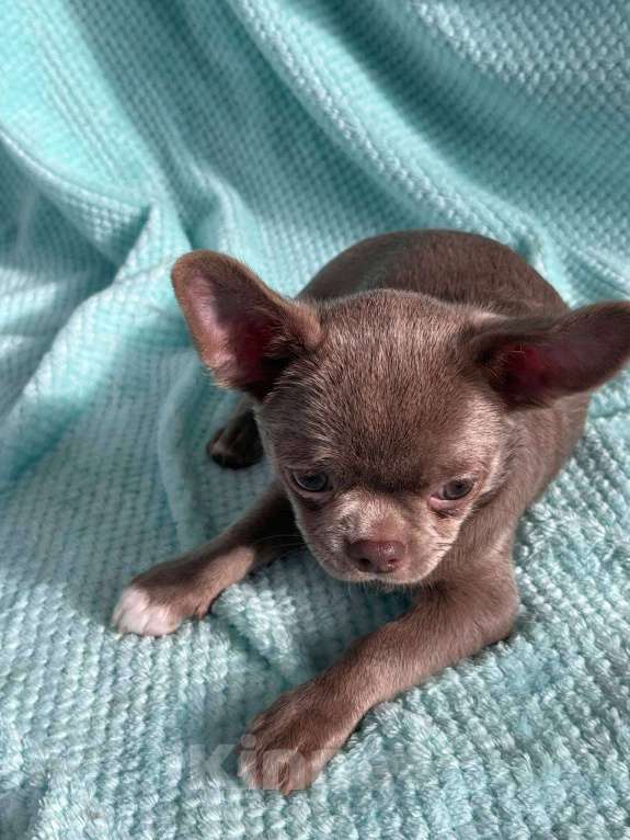 Собаки в Ижевске: Щенок чихуахуа Мальчик, 50 000 руб. - фото 6