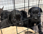 Собаки в Хадыженске: Продам щенят лабрадоров Мальчик, 15 000 руб. - фото 6