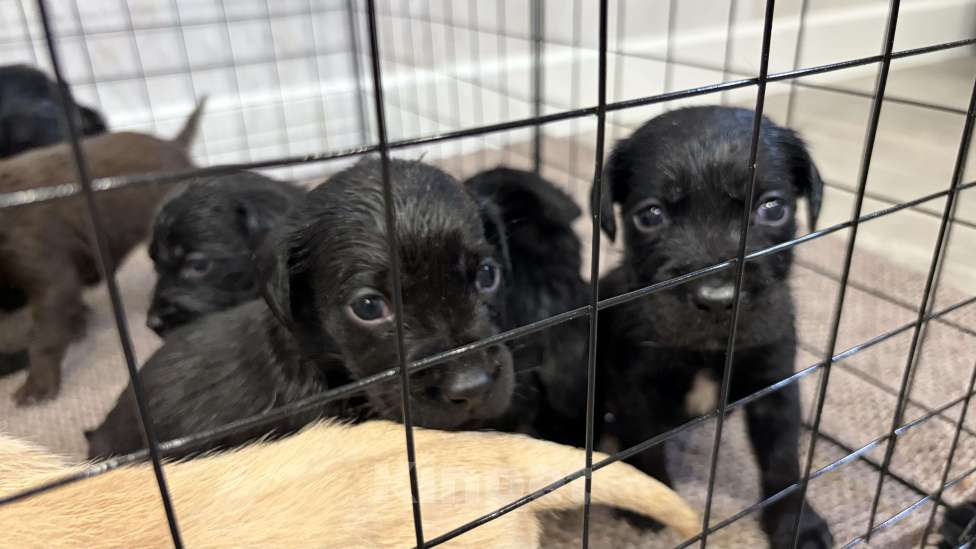 Собаки в Хадыженске: Продам щенят лабрадоров Мальчик, 15 000 руб. - фото 6