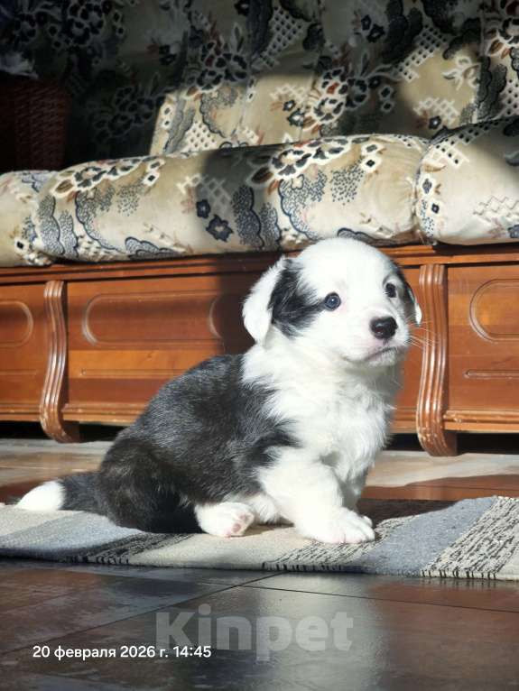 Собаки в Люберцах: Корги Мальчик, Бесплатно - фото 3