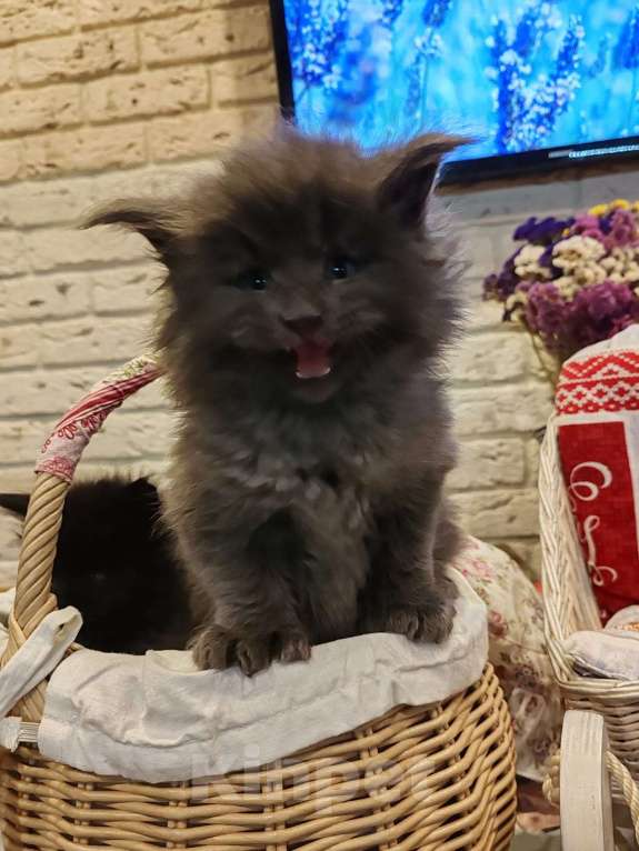 Кошки в Москве: Шикарные мейн куны. Мальчик, 50 000 руб. - фото 5