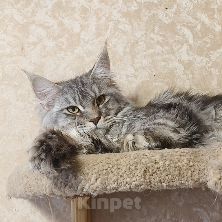 Кошки в Москве: Котёнок Мейн-кун Девочка Девочка, 30 000 руб. - фото 10