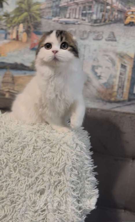 Кошки в Брянске: Шотландский вислоухий котенок  Мальчик, Бесплатно - фото 5