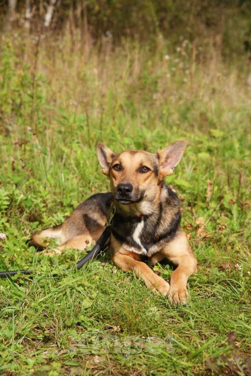 Собаки в Москве: Тиша Девочка, Бесплатно - фото 15