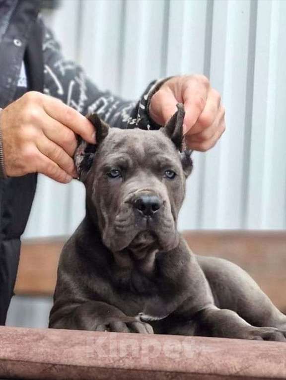 Собаки в других городах Московской области: Шикарные корсики Девочка, Бесплатно - фото 1