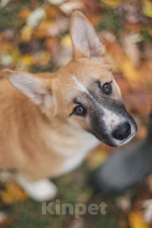 Собаки в Москве: Фрэнки ищет семью! Мальчик, Бесплатно - фото 3