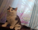 Кошки в других городах Новосибирской области: Котёнок Мейн-кун  Мальчик, 18 000 руб. - фото 5