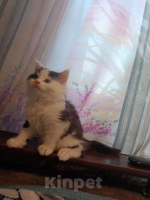 Кошки в других городах Новосибирской области: Котёнок Мейн-кун  Мальчик, 18 000 руб. - фото 5