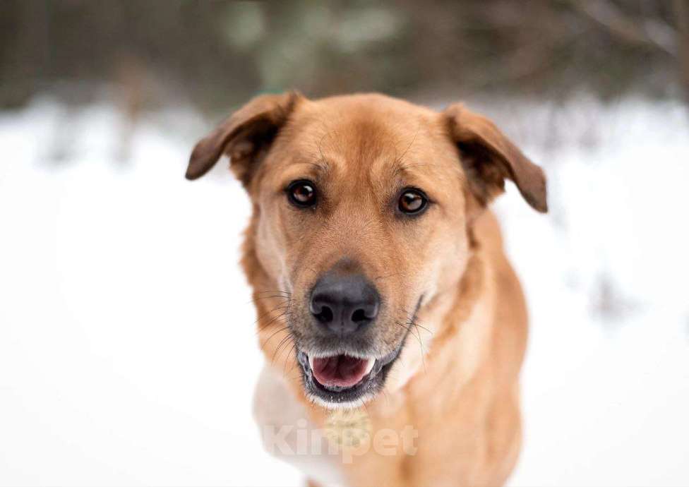 Собаки в Москве: Тома. Сильная девочка палевого окраса Девочка, Бесплатно - фото 3