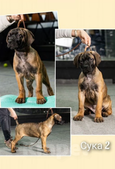 Собаки в Бугульме: Щенки Кане Корсо Мальчик, 50 000 руб. - фото 4