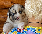 Собаки в Москве: Щенок Аусси ( Австралийская овчарка ) Девочка, 80 000 руб. - фото 1