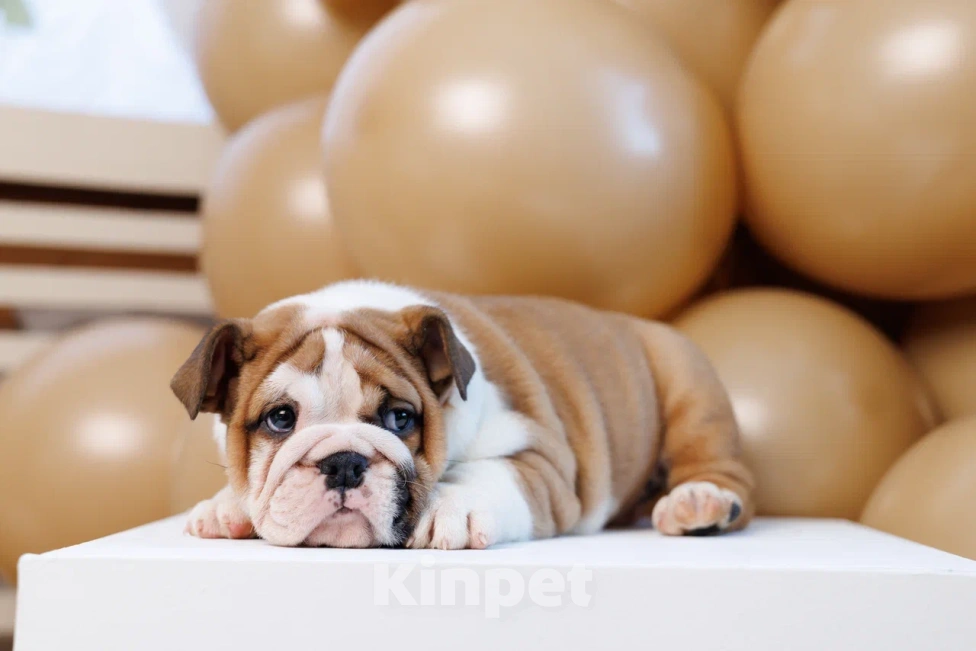 Собаки в Москве: Милое создание Карлуша Девочка, 100 000 руб. - фото 9