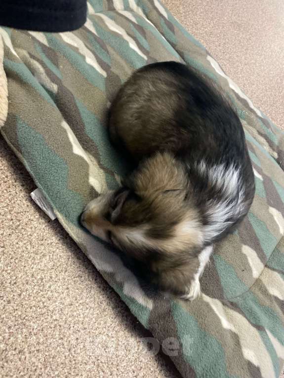 Собаки в Тюмени: Смесь английского кокер спаниеля,отдам в добрые руки,к сожалению нет времени ухаживать за малышом  Мальчик, Бесплатно - фото 2